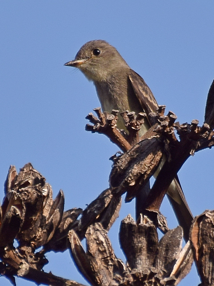 Flycatcher2.jpg