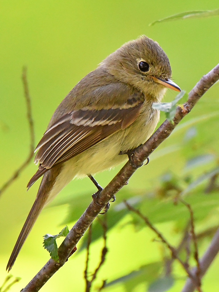 Flycatcher2.jpg