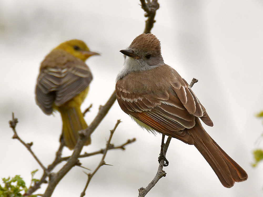 Flycatcher2.jpg