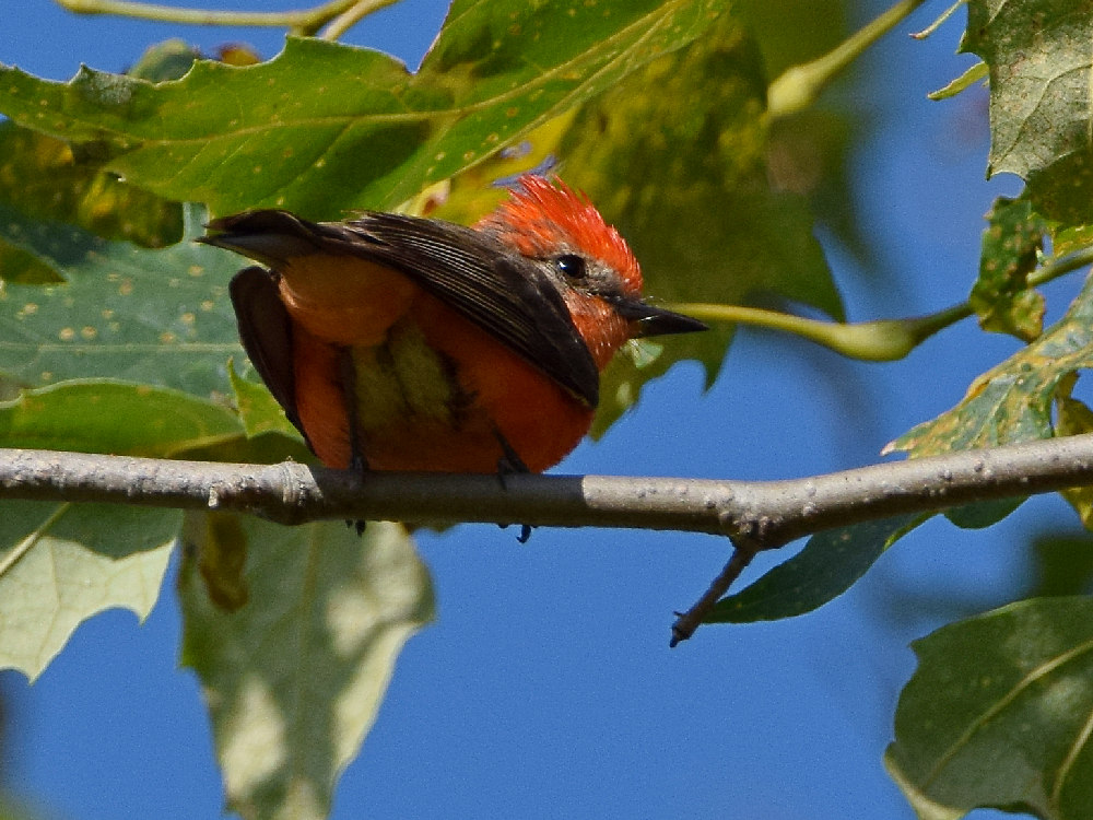 Flycatcher2.jpg