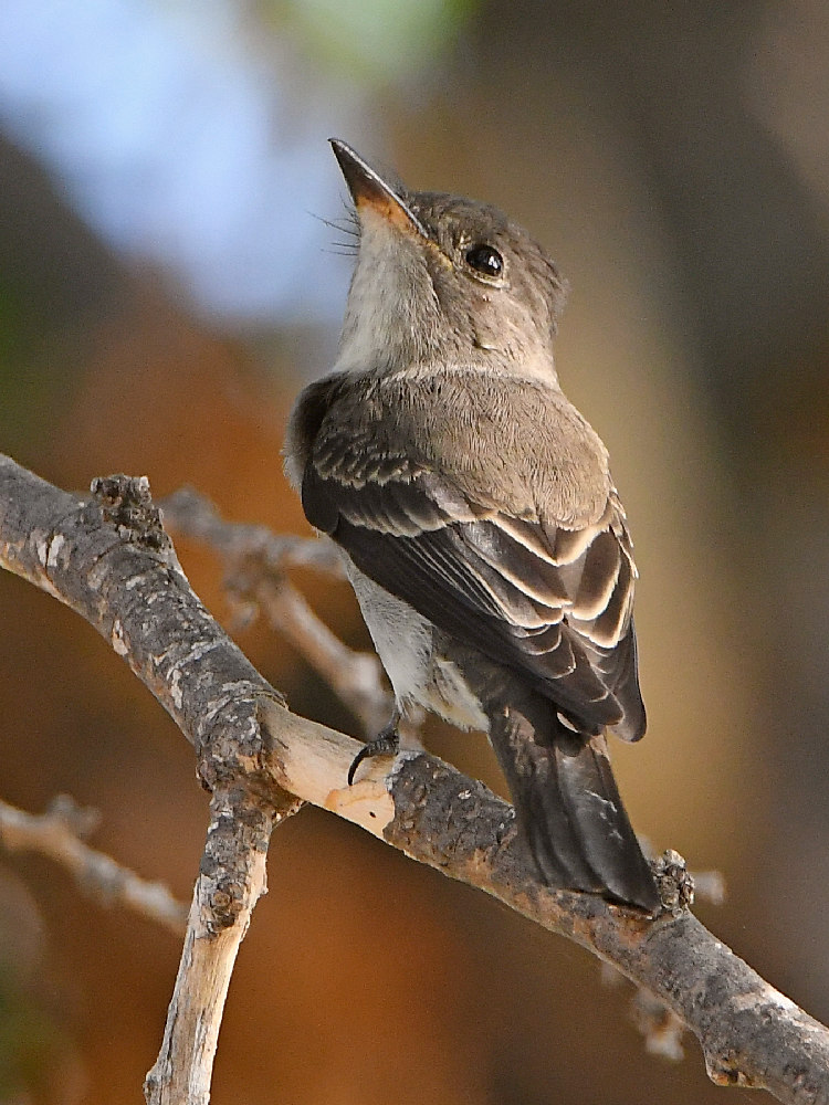 Flycatcher2.jpg