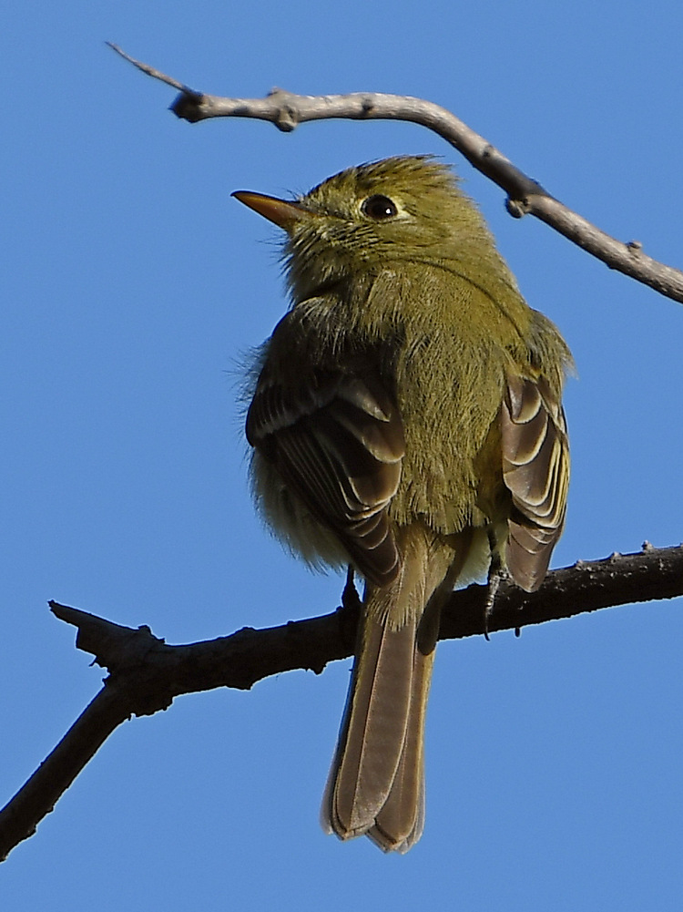 Flycatcher2.jpg