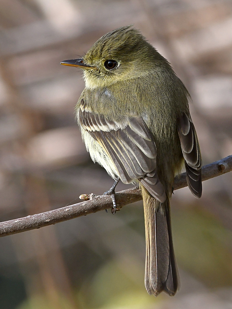 Flycatcher2.jpg