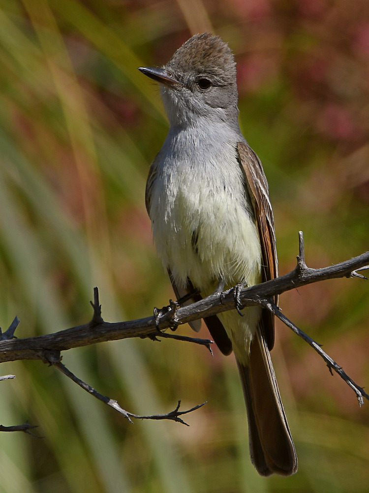 Flycatcher2.jpg