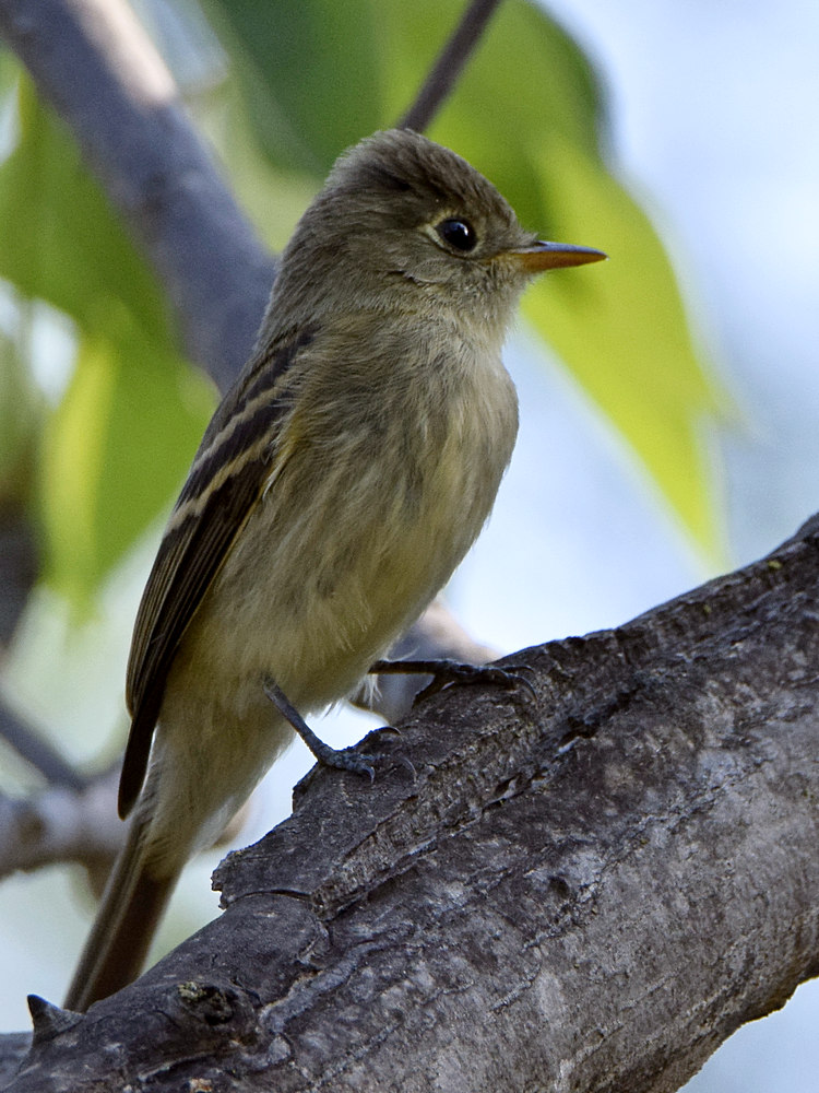 Flycatcher2.jpg