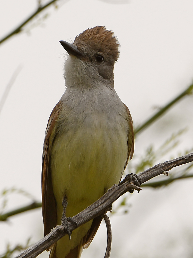Flycatcher2.jpg