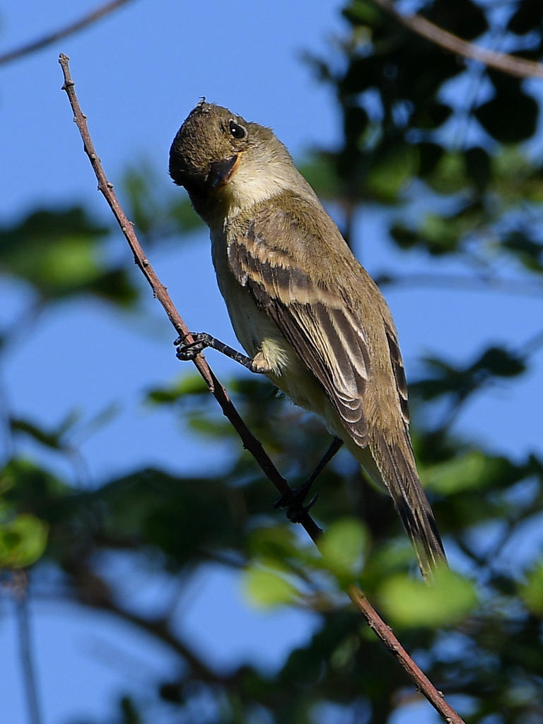 FlyCatcher2.jpg