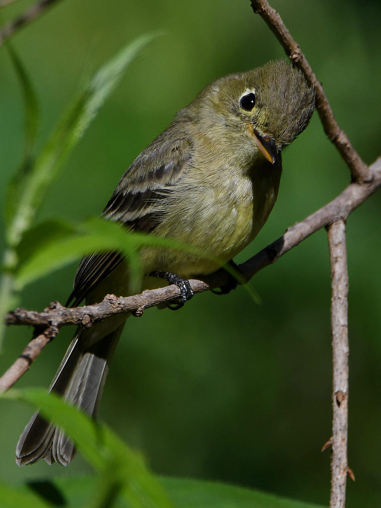 Flycatcher2.jpg