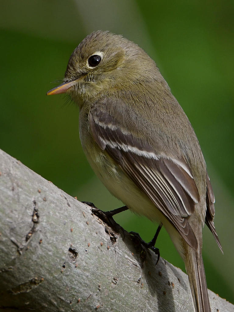 Flycatcher2.jpg