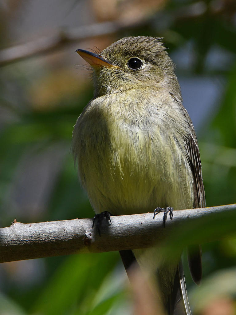 Flycatcher2.jpg