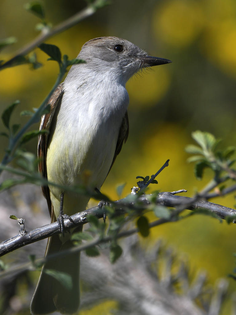 Flycatcher2.jpg