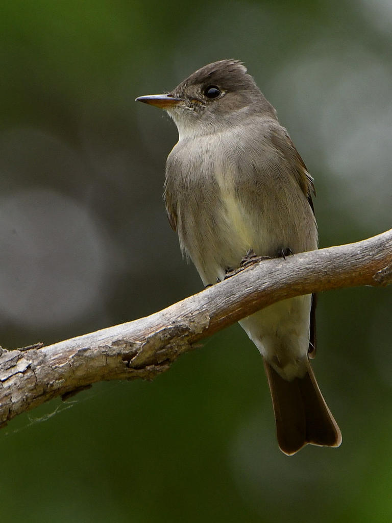Flycatcher2.jpg