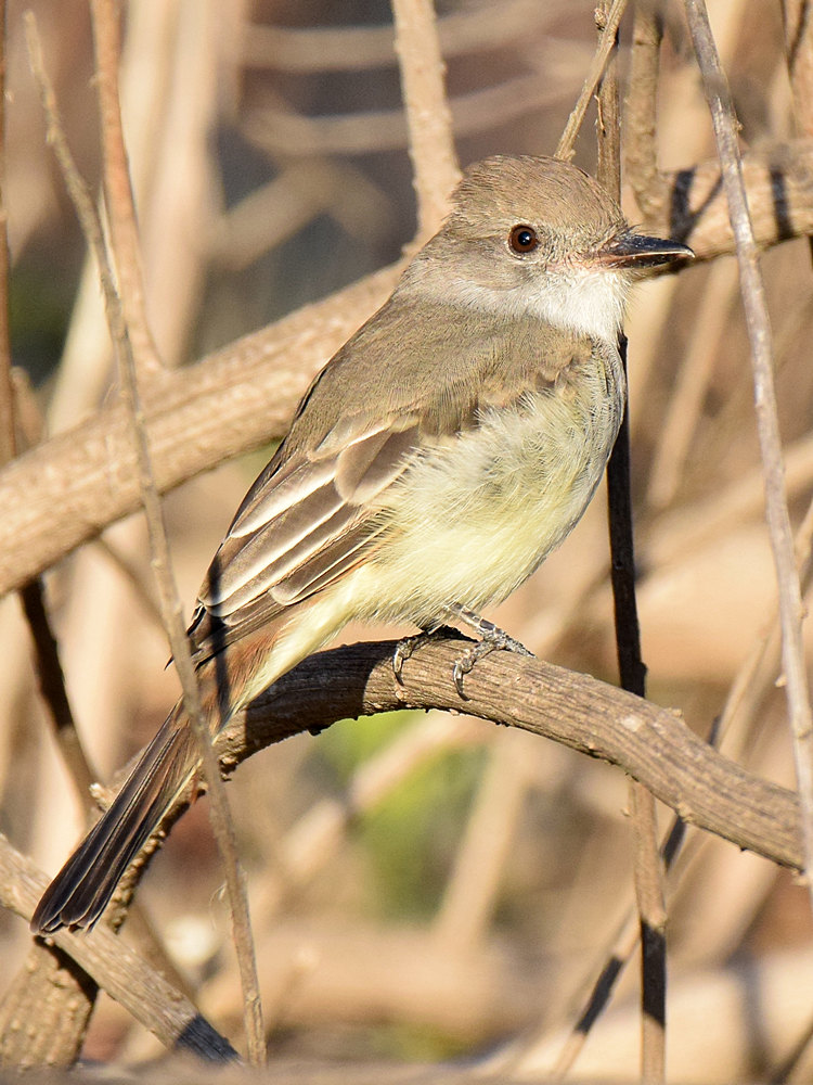 FlyCatcher3.jpg