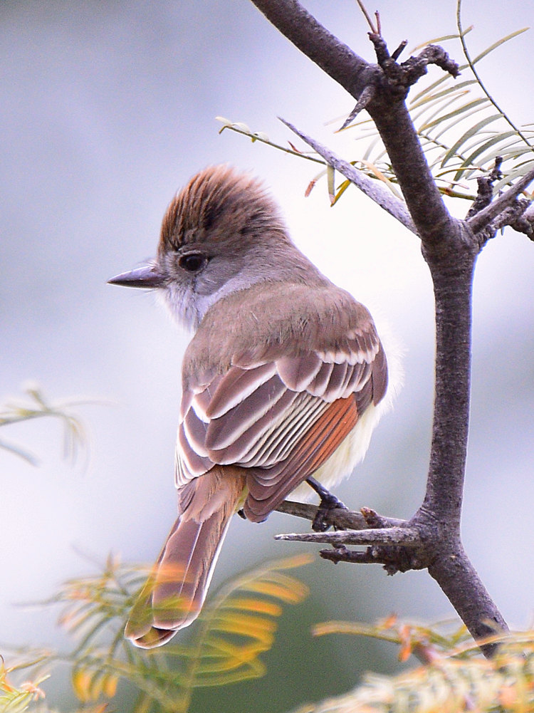 FlyCatcher3.jpg