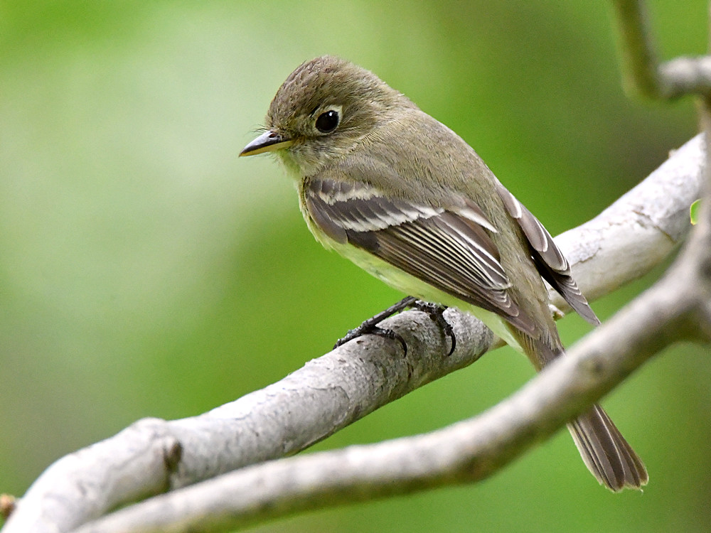 Flycatcher3.jpg