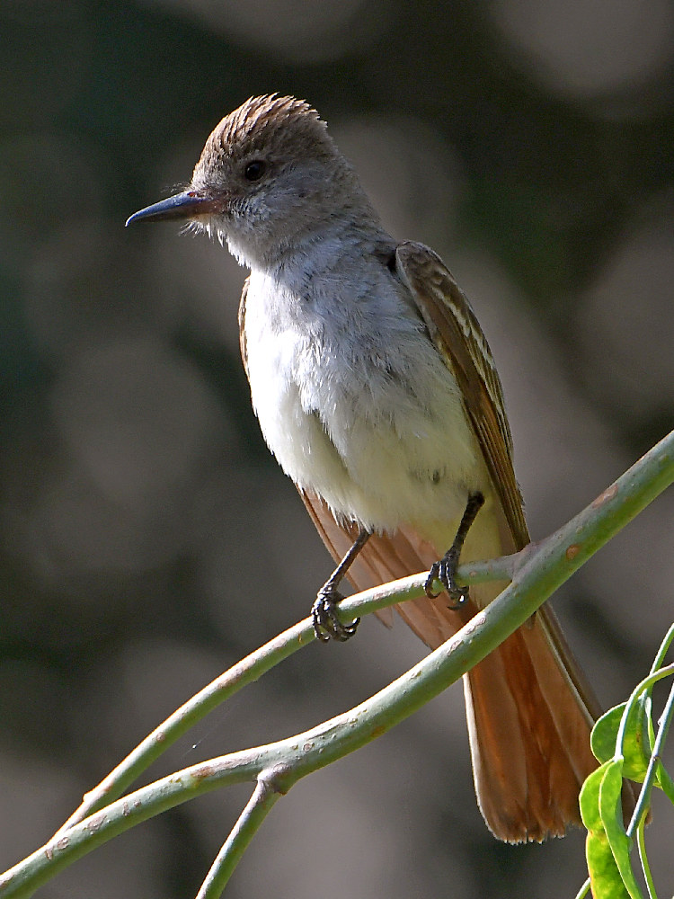Flycatcher3.jpg