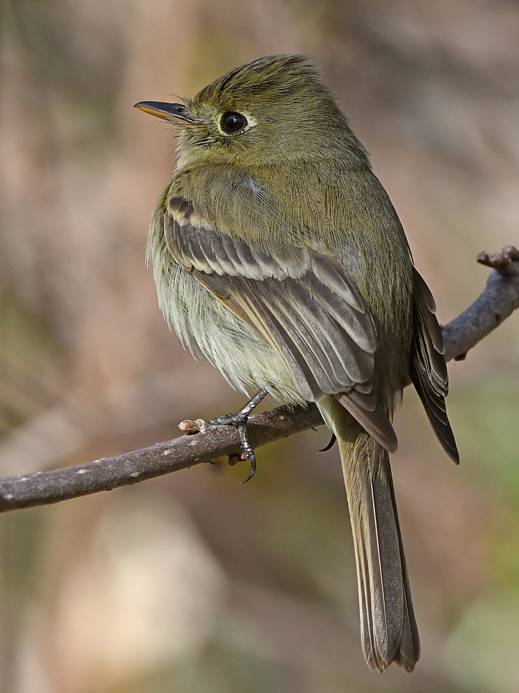 Flycatcher3.jpg