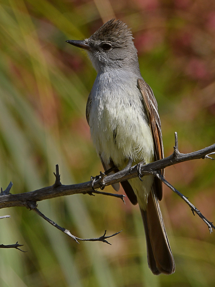 Flycatcher3.jpg