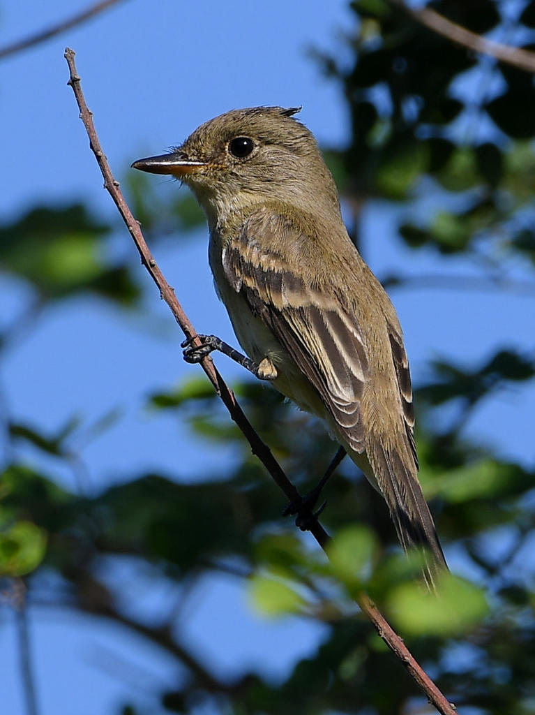 FlyCatcher3.jpg