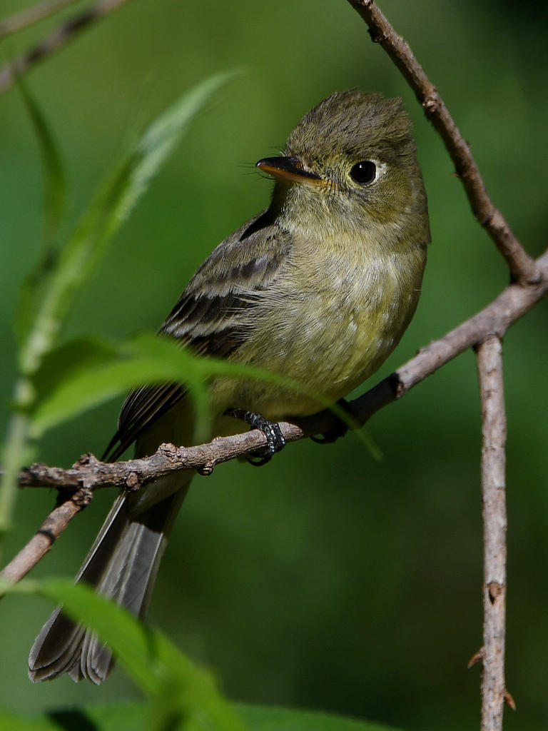 Flycatcher3.jpg