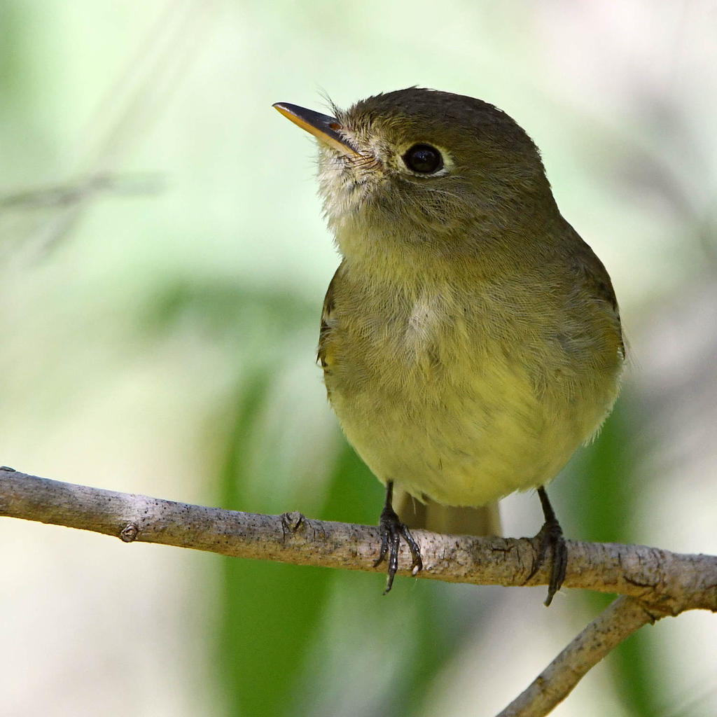 Flycatcher3.jpg