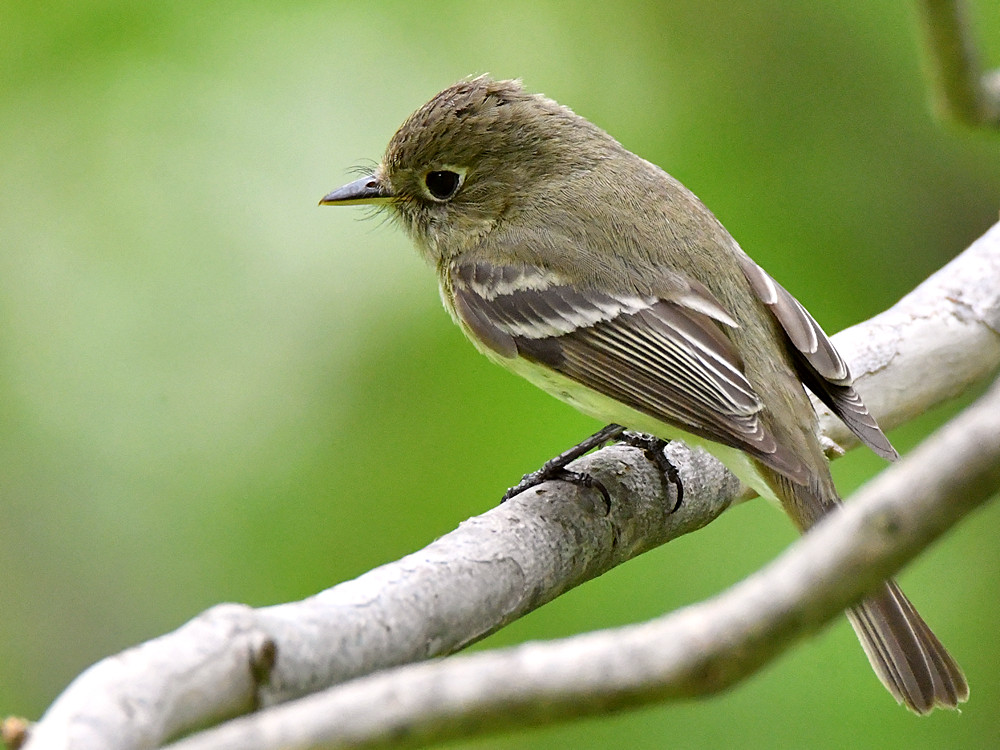 Flycatcher4.jpg