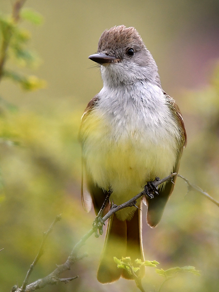 Flycatcher4.jpg