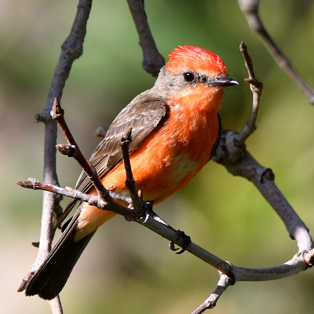 Flycatcher4.jpg
