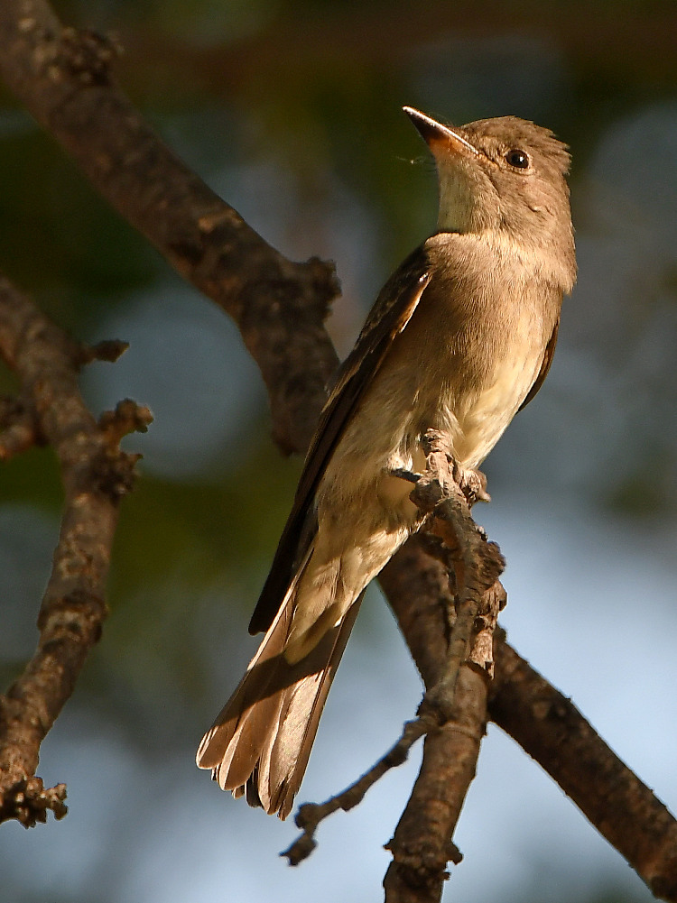 Flycatcher4.jpg