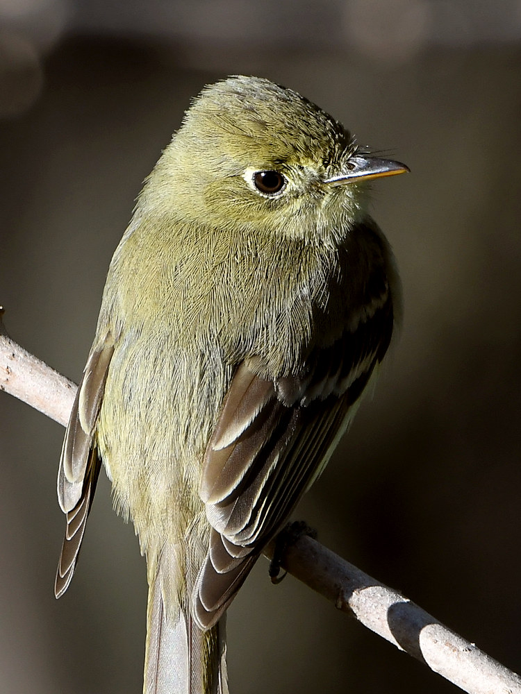 Flycatcher4.jpg