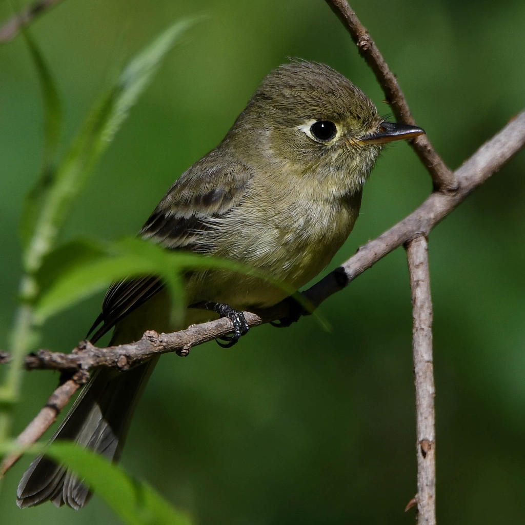 Flycatcher4.jpg