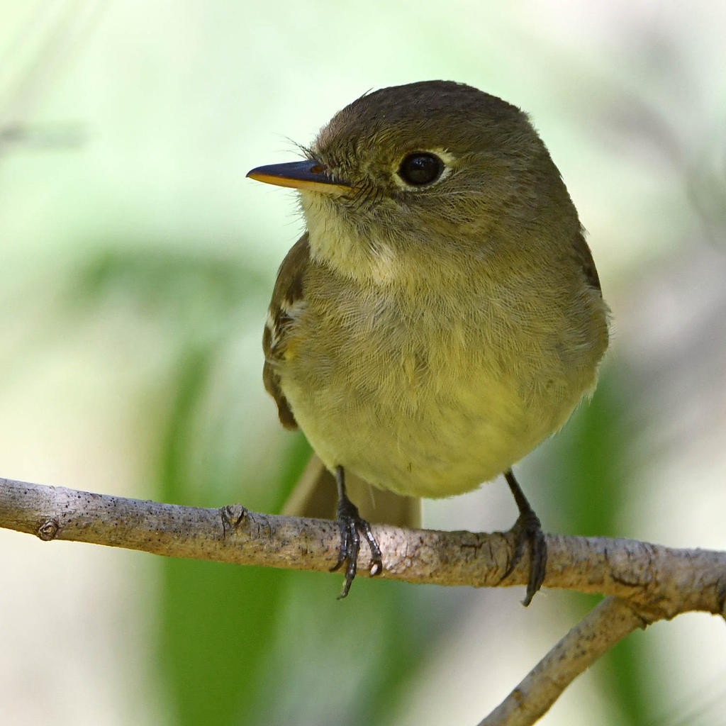 Flycatcher4.jpg