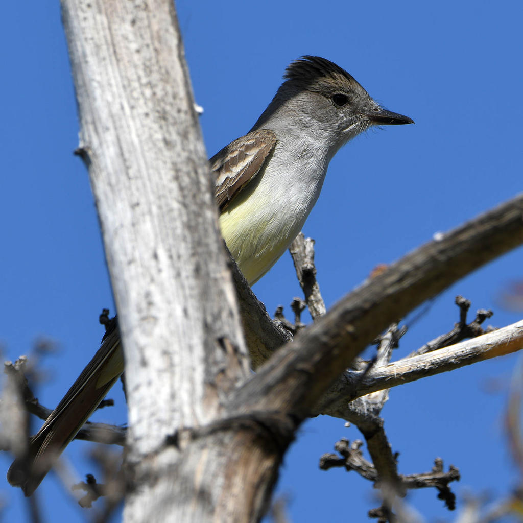 Flycatcher4.jpg
