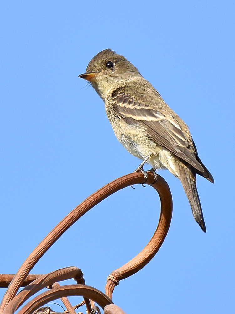 Flycatcher5.jpg