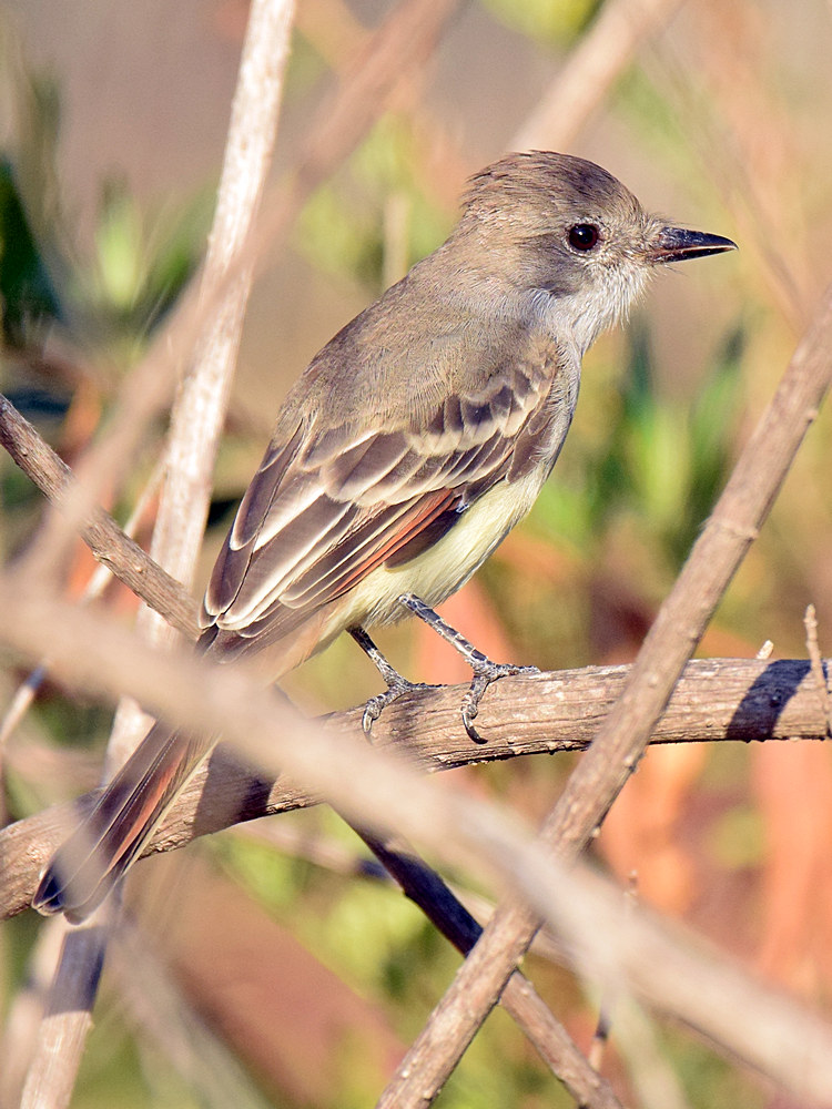 FlyCatcher5.jpg