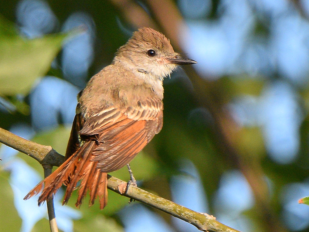 Flycatcher5.jpg