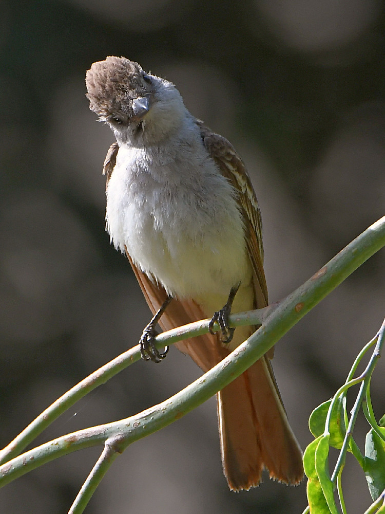 Flycatcher5.jpg