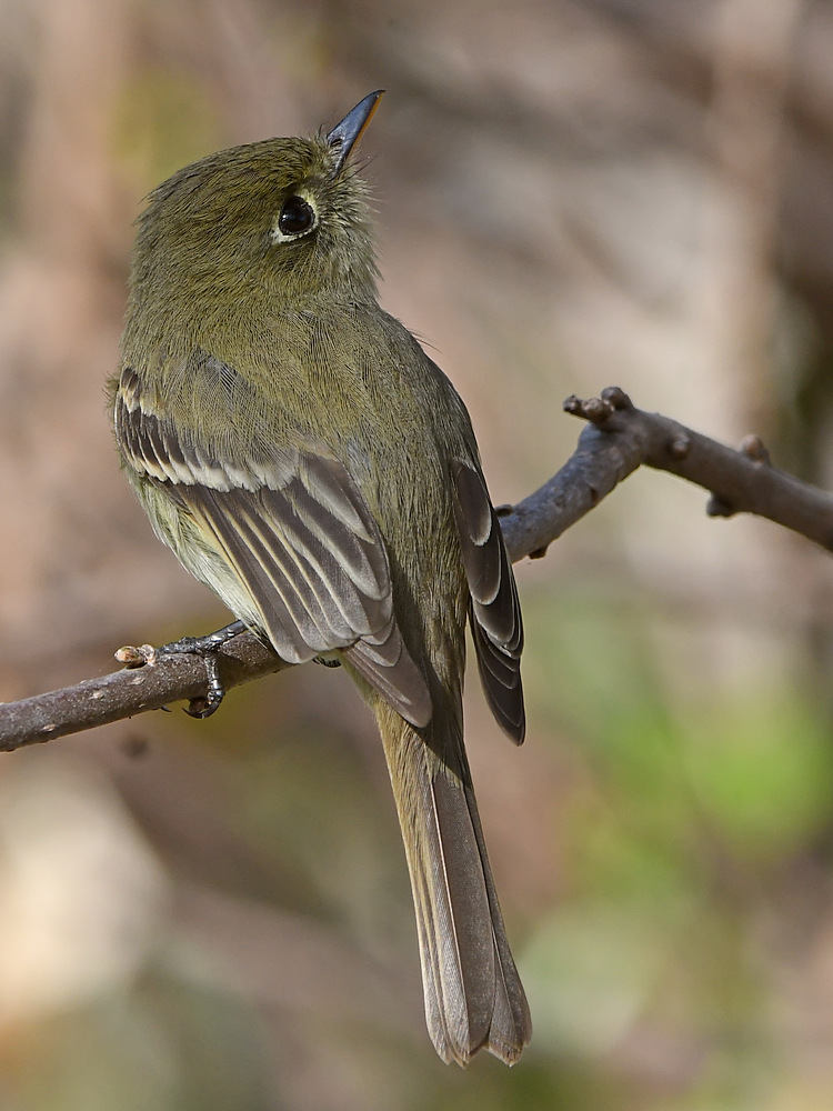 Flycatcher5.jpg