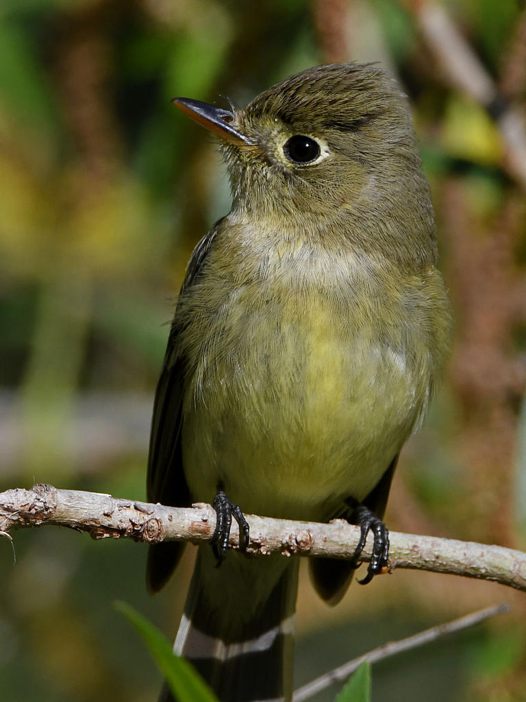 Flycatcher5.jpg