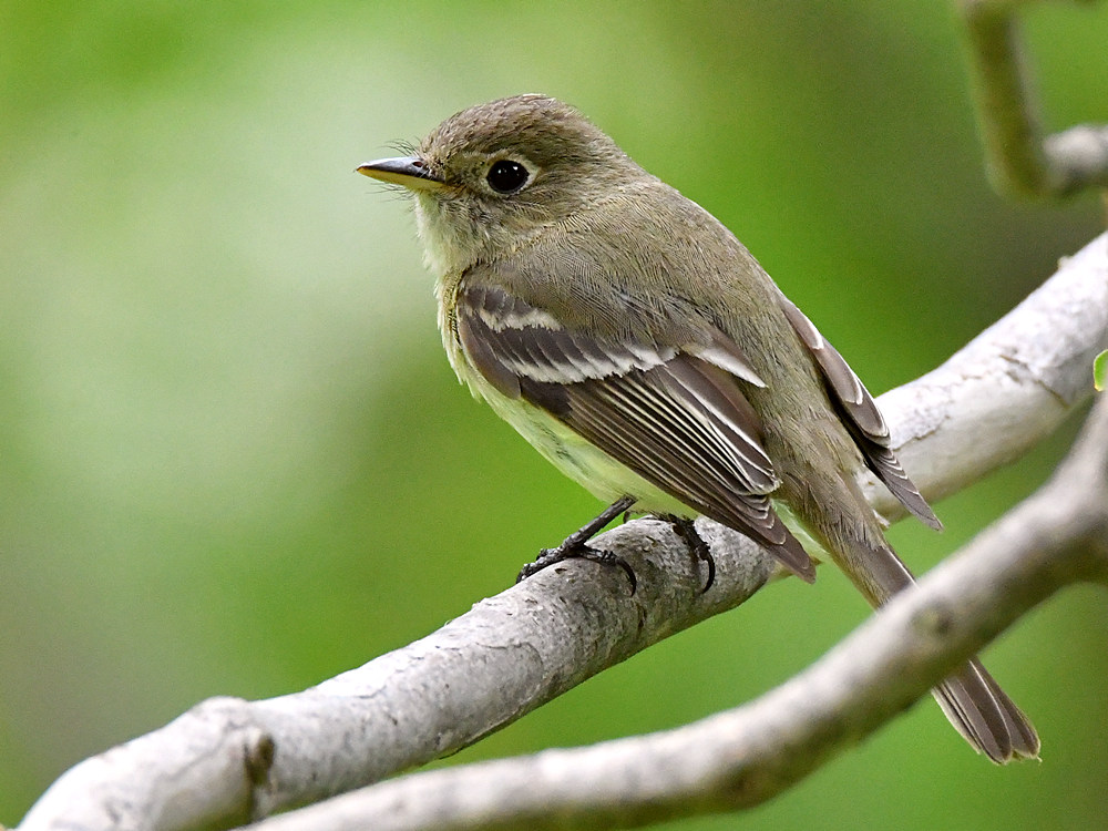 Flycatcher6.jpg