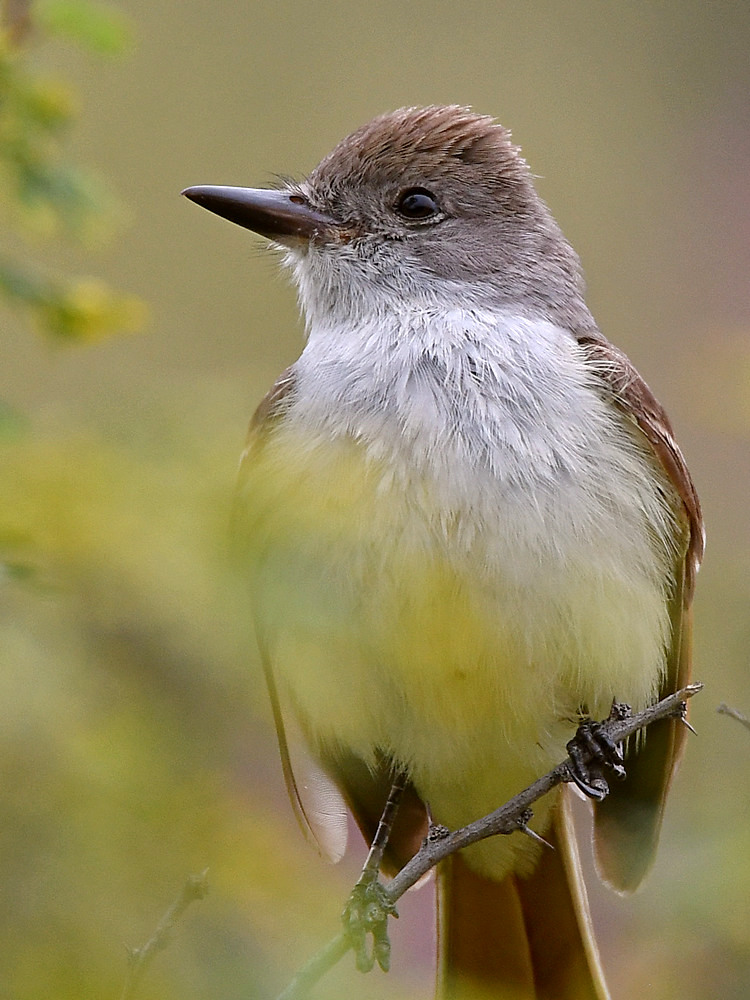 Flycatcher6.jpg