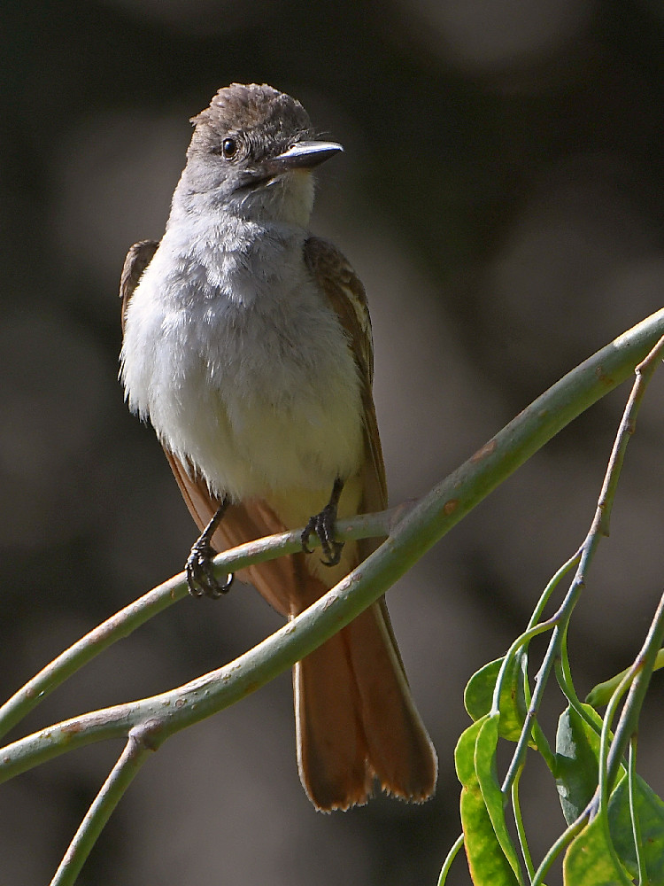 Flycatcher6.jpg
