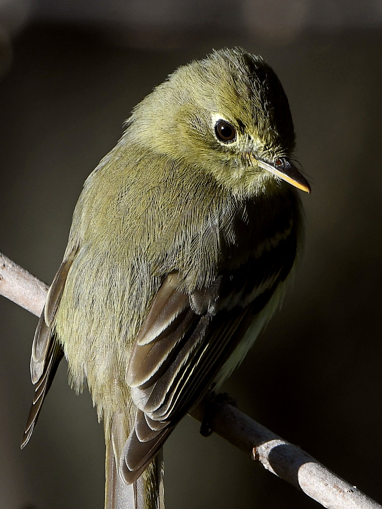 Flycatcher6.jpg
