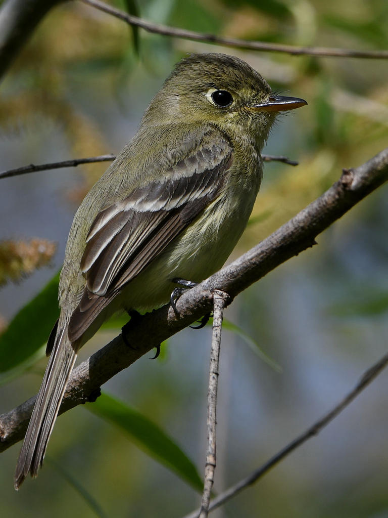 Flycatcher6.jpg