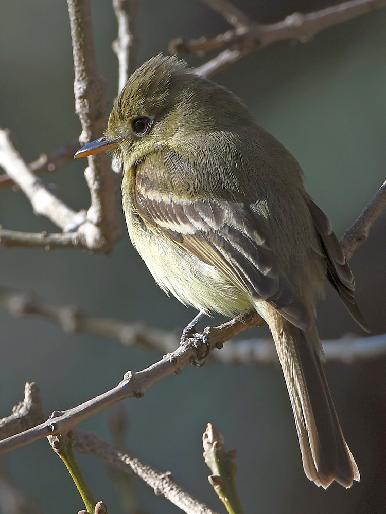 Flycatcher7.jpg