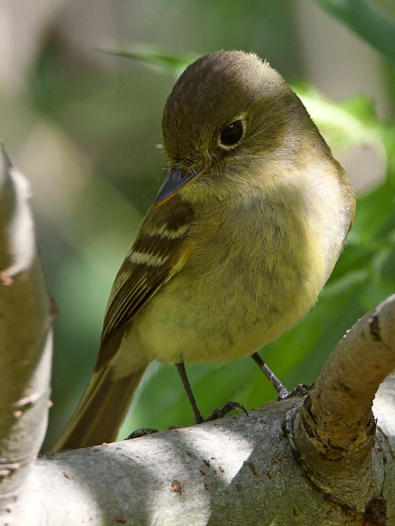 Flycatcher7.jpg