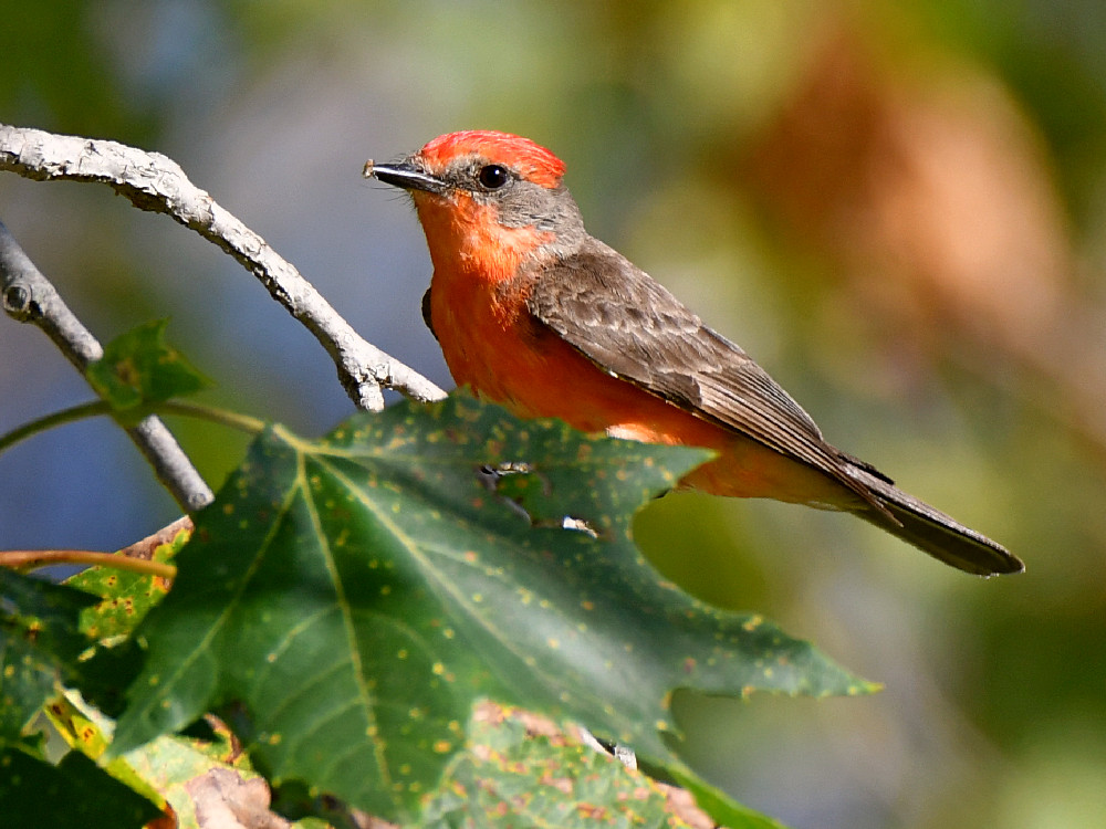 Flycatcher8.jpg
