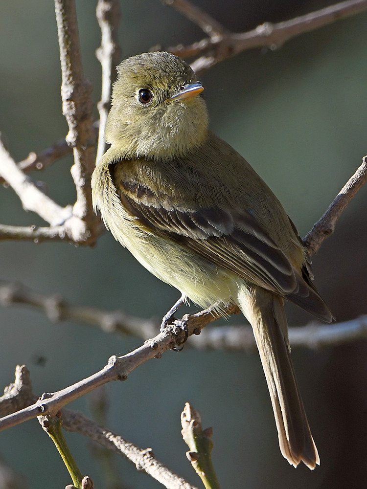 Flycatcher8.jpg