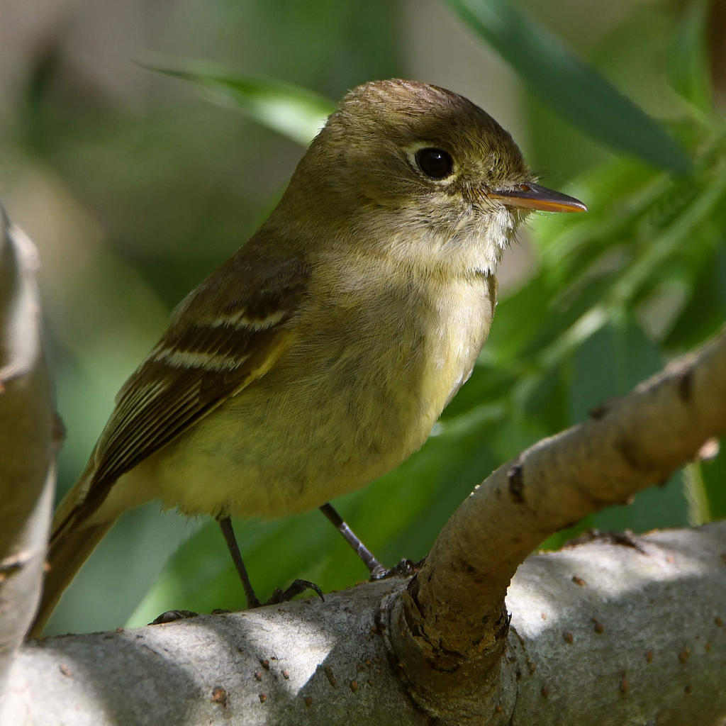 Flycatcher8.jpg