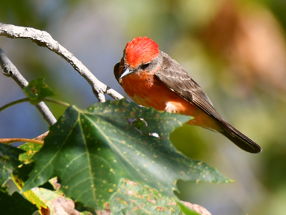 Flycatcher9.jpg
